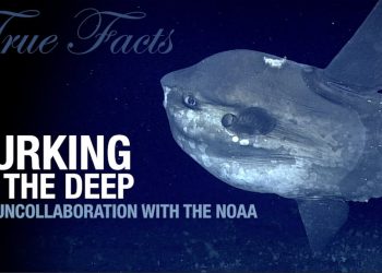 True Facts: Lurking in the Deep