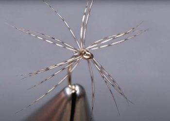 Video: How to Create a Hungarian-Partridge Collar