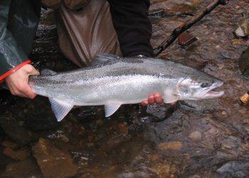 Classic Pro Tips: Nymphing vs Swinging for Steelhead