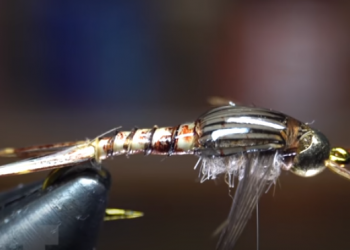 Tying Tuesday: Biot Stonefly Nymph