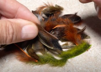 Video: How to Make a Pine-Squirrel Collar