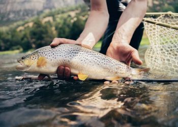 wind river brown trout
