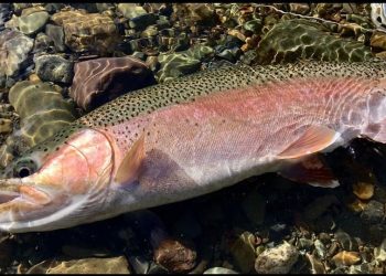 Louie’s February Fishing Report