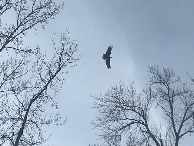 eagle1