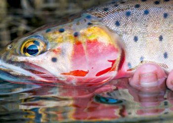 Colorado High Country – Moldy Chum