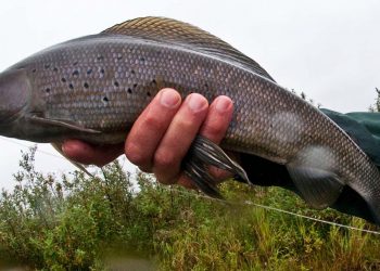 grayling