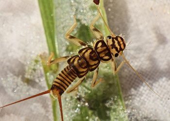 Insect Facts: The Family Stone