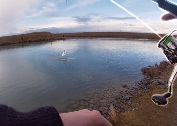 This Place Is My FAVOURITE.. BIG TROUT On LIGHT TACKLE!