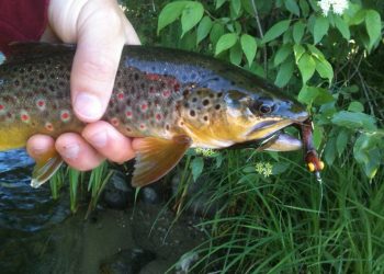 Trout Polyleaders: A Secret Weapon for the Streamer Angler