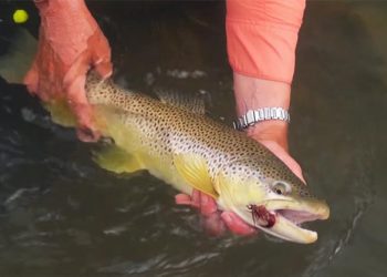 Video: How to Fish Streamers, with Tom Rosenbauer