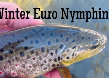 Winter Euro Nymphing for Wild Browns on a PA Limestone Creek
