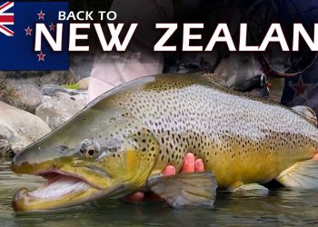 A Brown Trout Adventure on Crystal Clear Rivers