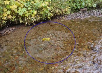 Classic Pro Tips: Spring Fishing is Great, But Don’t Tread on Redds