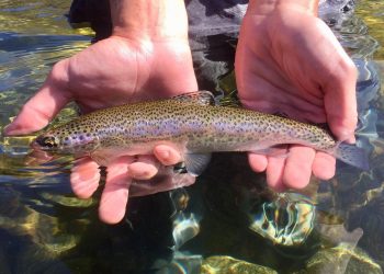 F183C1BC-0018-448F-AE31-681189F03AA2