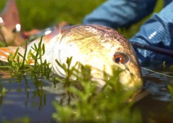 Fly Fishing Redfish Texas