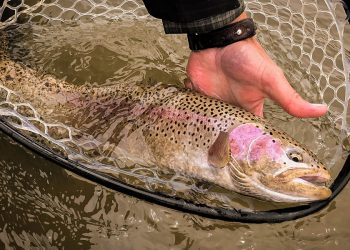 Mayflies Across America: The Colorado Front Range