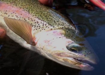 Missouri River Fly Fishing – Dry Fly Caddis Craze