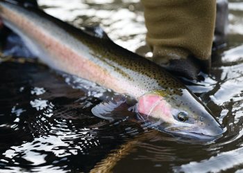 steelhead