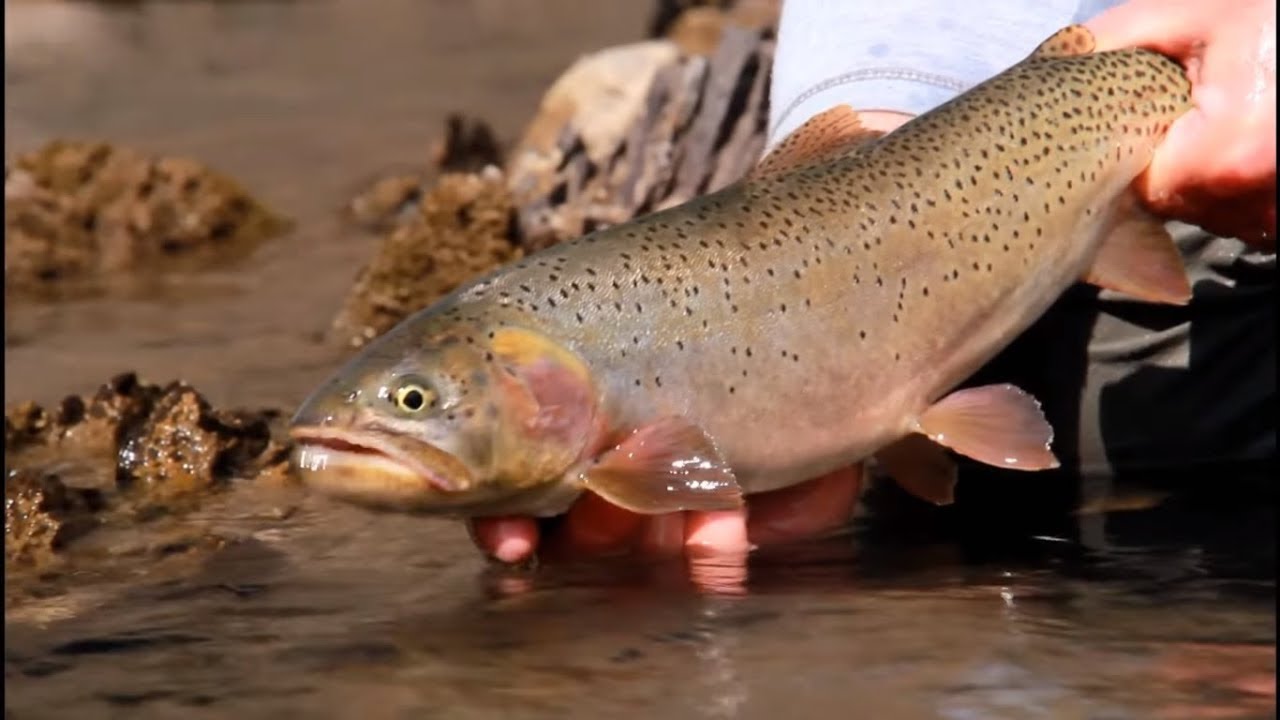 ORVIS - Advanced Nymphing Tactics - Nymphing Mid-Depth - Fishing Fly Tackle