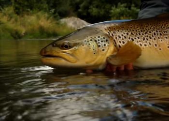 Fly Fishing Brown Trout