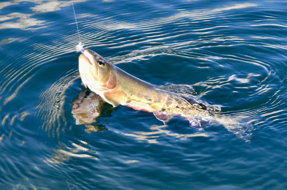 Screen Shot 2022-04-26 at 11.03.55 AM