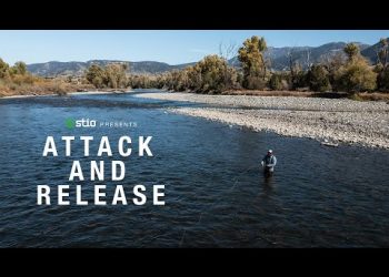 Attack and Release – Moldy Chum