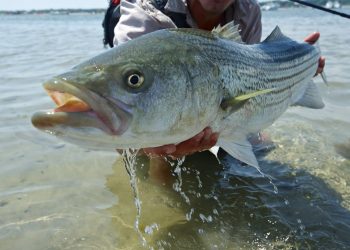 Discovering the Magic of Striped Bass on the Fly