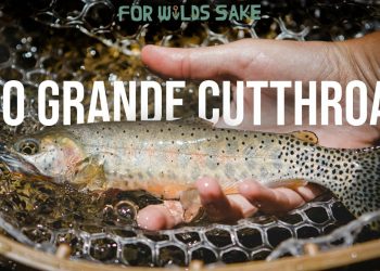 For Wild’s Sake: The Rare Trout Chronicles | Episode 5