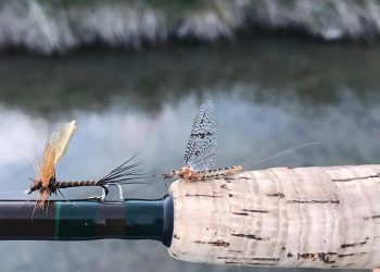 Mayflies Across America: Central Idaho