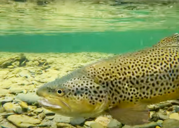 PA Fish and Boat Offers Fly Fishing Program