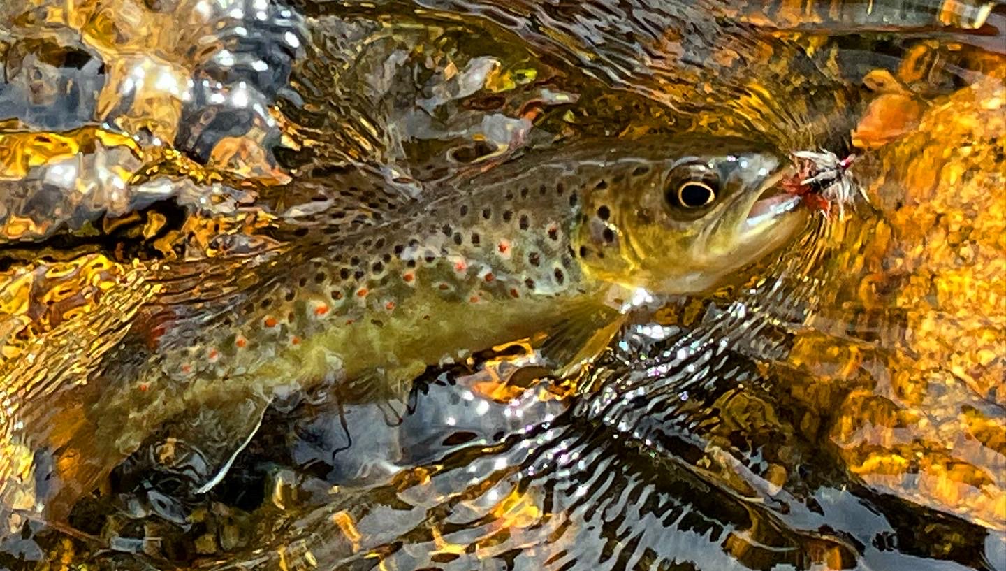 9C1BCBD1-C2A4-4BC0-BD79-85500384D2E2