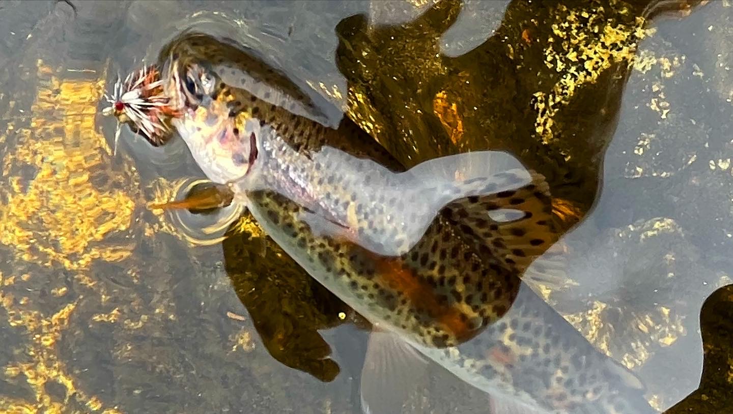 B9837248-3899-4BF9-B951-0F417C9EC36C