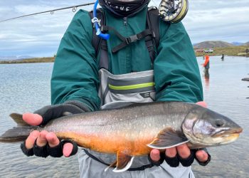 Iceland, Days Four and Five: Lakes and Birds