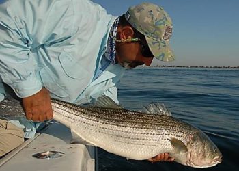striped bass