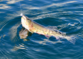 Screen Shot 2022-04-26 at 11.03.55 AM