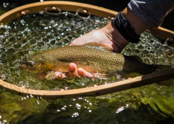 Video: In Search of Apache Trout