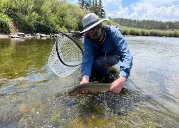Pro Tips: How to Use the “Elimination Diet” to Catch Educated Trout