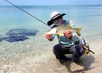 Stream to Salt II: Keep Moving