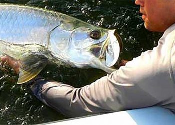 Florida Tarpon Fishing