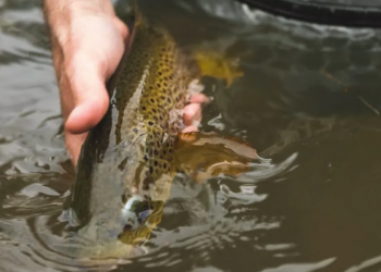 reviving a trout