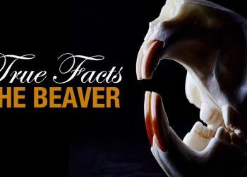 True Facts: The Beaver – Moldy Chum