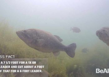 Video Pro Tips: How to Fly-Fish for Bass