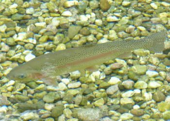 Warming Colorado River Threatens Trout