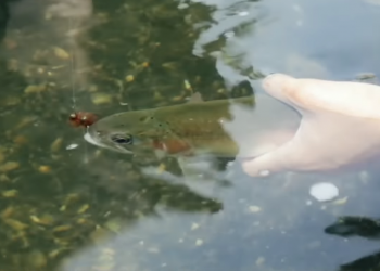 Pro Tips: How to Treat a Trout Right