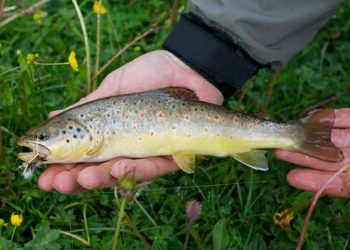 Pro Tips: Keep Terrestrials Riding Low