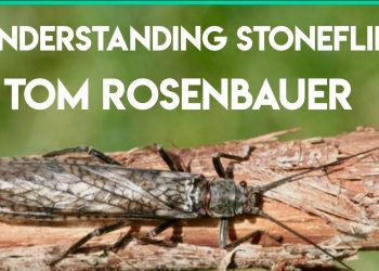 Understanding Stoneflies & Midges with Tom Rosenbauer