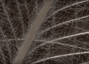 Video: How to Select CDC Feathers, Part I