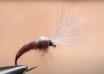 Video: How to Tie the Isonychia Smoke Jumper