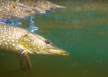 Catching Pike on the Fly
