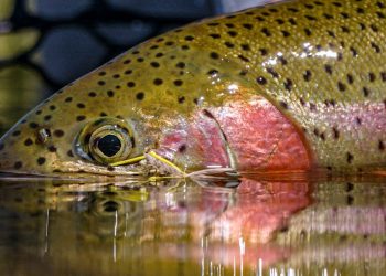 Hopper Season: Fly Fishing for Trout on the Williamson River